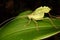 Tropical grasshopper on a leaf.
