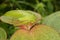 Tropical grasshopper on leaf