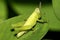 Tropical Grasshopper, Napo River Basin, Amazonia, Ecuador