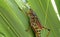 Tropical grasshopper on the palm tree leaf