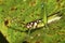 Tropical Grasshopper, Rainforest, Napo River