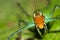 Tropical Grasshopper, Tropical Rainforest, Marino Ballena National Park