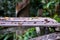 Tropical gray-brown butterfly sitting on a wooden platform (Kumai, Indonesia)