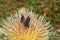 Tropical green bees on thistle flower in the garden