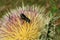 Tropical green bees on thistle flower in the garden