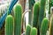 Tropical green cactus - cacti