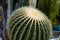 Tropical green cactus - cacti