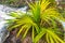 Tropical green exotic Caribbean Maya Chit palm palms rainforest Mexico