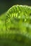 Tropical green ferns.