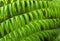 Tropical green ferns.