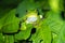 Tropical green frog croaking on leaf