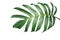 Tropical green leaf of split-leaf philodendron monstera plant is
