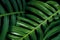 Tropical green leaf textures on black background, Monstera philodendron plant close up for wall art decoration.