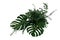 Tropical green leaves foliage plants Monstera, fern, and Eucalyptus leaves with gold glitter particles floral arrangement bunch