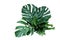 Tropical green leaves forest plant Monstera, fern, and climbing birdâ€™s nest fern foliage plants floral bunch for wedding and