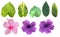 The tropical green leaves isolated in white background, blooming pink and purple flowers with clipping path and dicut.