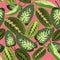 Tropical green leaves of Maranta and dieffenbachia. Summer exotic pink seamless pattern.