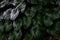 Tropical green leaves in natural light and shadow with green toned color and selective focus.