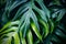 Tropical green leaves, nature summer forest plant