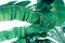 Tropical green leaves pattern on white background, lush foliage of banana palm leaves the tropic plant