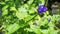 Tropical green leaves plant stem. with purple flowers.