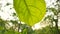 Tropical green leaves tree with beautiful sunlight.