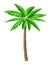 Tropical green palm. Jungle leaves