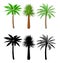 Tropical green palm. Jungle leaves