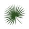 Tropical green palm leaf livistona rotundifolia palm tree icon e