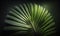 Tropical Green Palm Leaf Shadow Abstract Natural Background for Dreamy Designs.