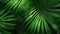 Tropical green palm leaves with fresh raindrops, vibrant nature background, high detail and texture