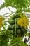 Tropical green papaya growing on tree