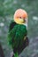 Tropical green parrot on a brunch, zoo. birds. Colorful exotic birds