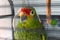 Tropical green parrot staring in front of his cage