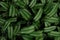 Tropical green Pin Stripe Calathea leaves ornamental plants nature dark background.