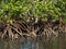 Tropical green saltwater Mangrove trees  at low tide