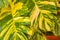 Tropical green and yellow plant Dieffenbachia Dumb Cane houseplant Mexico