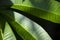 Tropical greenery, fresh leaf closeup photo. Tropical tree leaf in sunlight. Exotic plant leaf closeup.