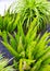 Tropical greenery outdoors.  Plant aesthetic wallpapers