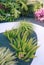 Tropical greenery on the street. Plant aesthetic wallpapers