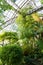 Tropical greenhouse with different evergreen plants. Botanical glasshouse with palm trees and fern