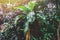 Tropical greenhouse. Green palms and tropical plants on a sunny day.