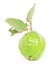 Tropical guava fruit Psidium guajava with large stalk and green leaves isolated on white