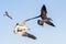 Tropical Gulls and Terns Flying in the Blue Sky