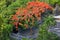 Tropical Gulmohar tree, with flame colored flowers, stands in a Balinese temple complex