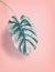 Tropical hanging Monstera leaf at pastel pink background, summer background with copy space