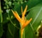 Tropical Harmony: Orange Parakeet Flower amidst Lush Tropical Foliage