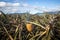 Tropical Hawaiian pineapples in a field on Oahu