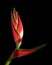 Tropical Heliconia flower