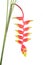 Tropical heliconia flower